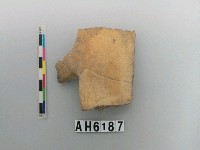 藏品(龜甲)的圖片